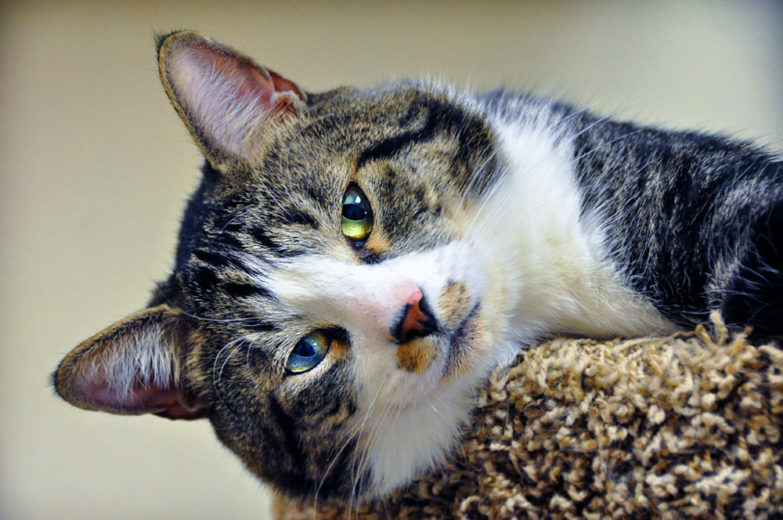 Sedona pet photography