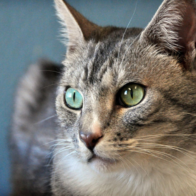 Beautiful pet photography