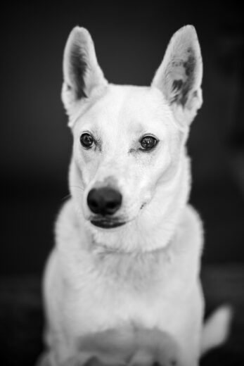 Sedona pet photographer