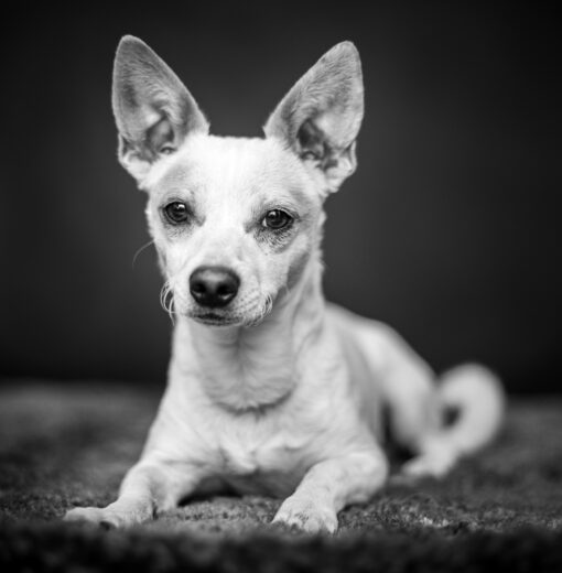 Sedona studio pet portrait photography