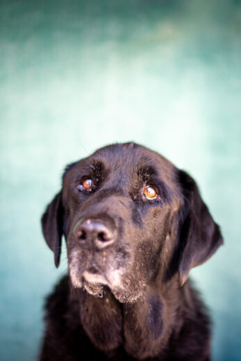 Sedona pet portrait photographer