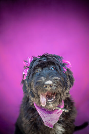 Sedona Arizona pet photography, Lisa Garrett Photography