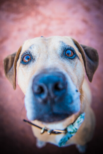 Photo: Sedona pet photographer Lisa Garrett Photography